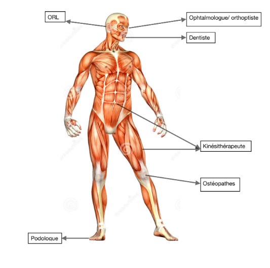 posturologie-systeme-Institut-pour-l-ergodynamie